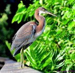 DSC_3453_001.JPG