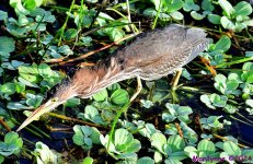 DSC_3493_001.JPG