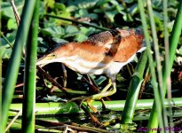 DSC_3521_001.JPG