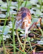 DSC_3551_001.JPG