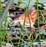 DSC_3555_001.JPG