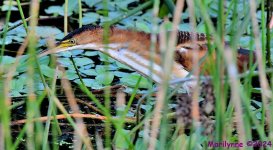 DSC_3564_001.JPG