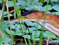 DSC_3566_001.JPG
