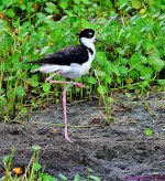 DSC_3657_001.JPG