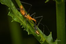 _DSC4677-SharpenAI-Focus-2.jpg