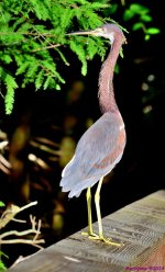 DSC_3692_001_01.JPG