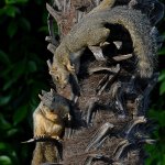 Squirrel.jpg