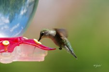 Taking a drink sm.jpg