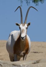 ROY_5567.JPG