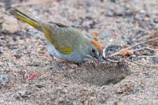 GreenTailedTowheeScratching-56.jpg