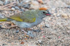 GreenTailedTowheeScratching-57.jpg