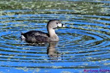 DSC_3767_001.JPG