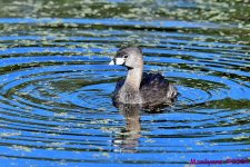 DSC_3778_001.JPG