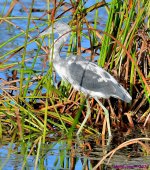 DSC_3856_001.JPG
