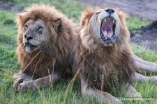 old male lions exposure tours.jpg