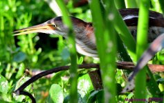 DSC_3928_001.JPG