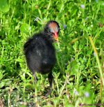 DSC_3940_001.JPG