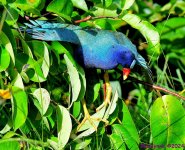 DSC_3997_001.JPG