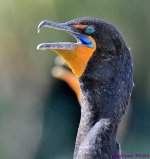 DSC_4023_001.JPG