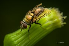 _DSC4711-SharpenAI-Focus.jpg