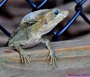 DSC_4111_001.JPG