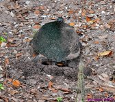 DSC_4121_001.JPG