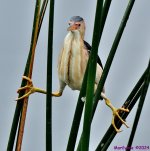 DSC_4226_001.JPG