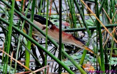 DSC_4261_001.JPG