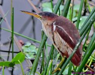 DSC_4271_001.JPG