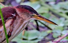 DSC_4281_001.JPG