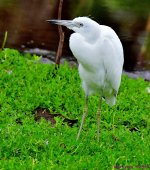 DSC_4338_001.JPG