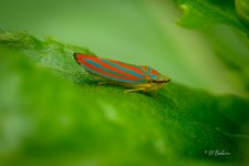 _DSC4935-topaz-denoiseraw-sharpen-2.jpg