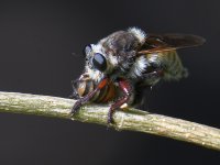 AssassinFly3.jpg