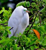 DSC_4354_001.JPG
