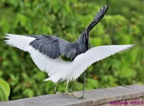 DSC_4424_001.JPG