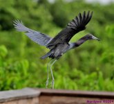 DSC_4429_001.JPG