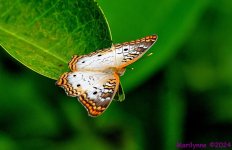 DSC_4436_001.JPG