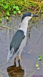 DSC_4478_stitch_001.JPG