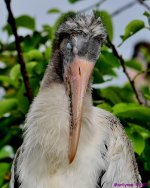 DSC_4537_001.JPG