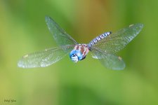 DragonflyFlight-60.jpg