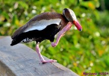 DSC_4561_001.JPG
