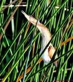 DSC_4565_001.JPG