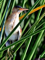 DSC_4583_001.JPG