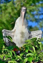 DSC_4623_stitch4_001.JPG
