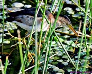 DSC_4637_001.JPG
