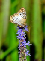 DSC_4719_001.JPG
