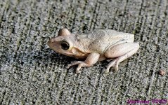 DSC_4726_001.JPG