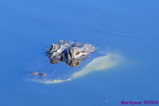 DSC_4731_001.JPG