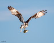 OspreyFish-61.jpg