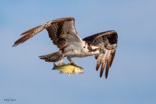 OspreyFish-63.jpg